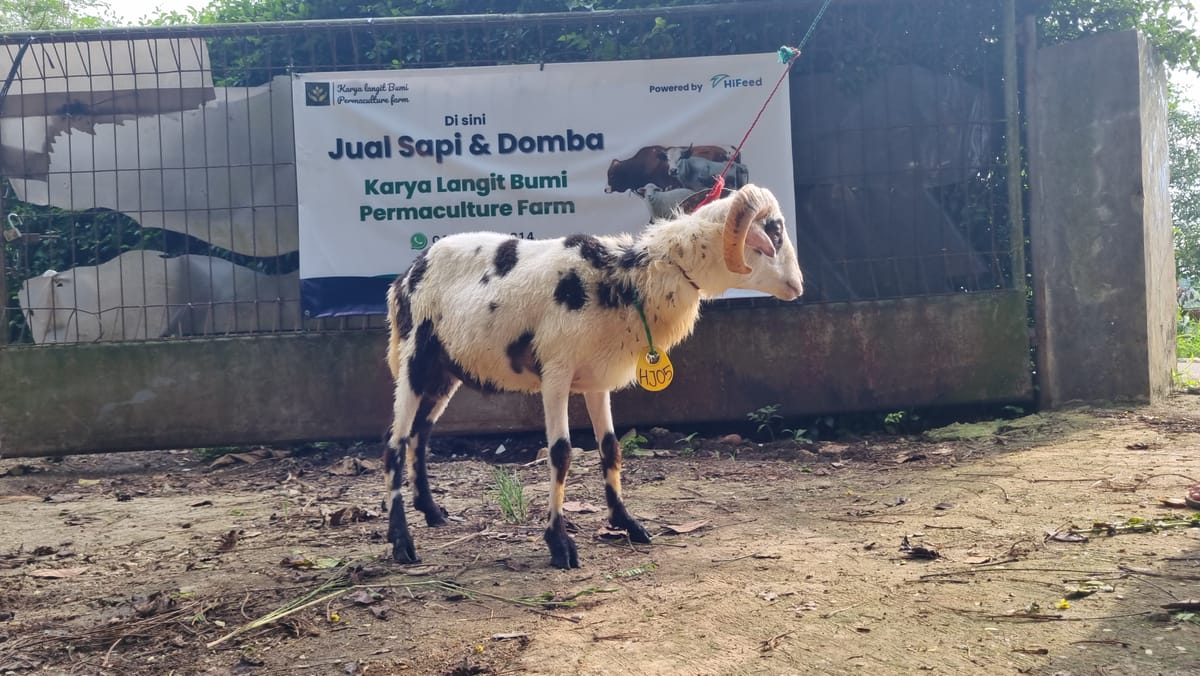 Domba Jantan - HJ05
