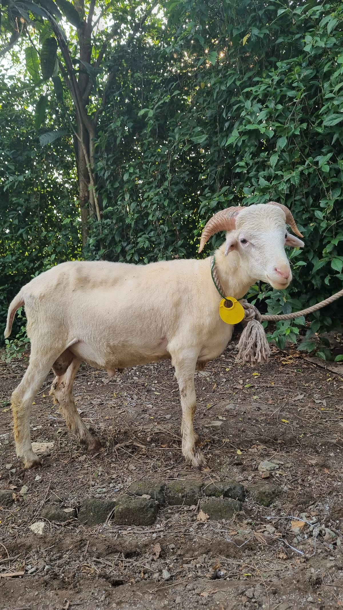 Domba Anakan (Pejantan) - KA01