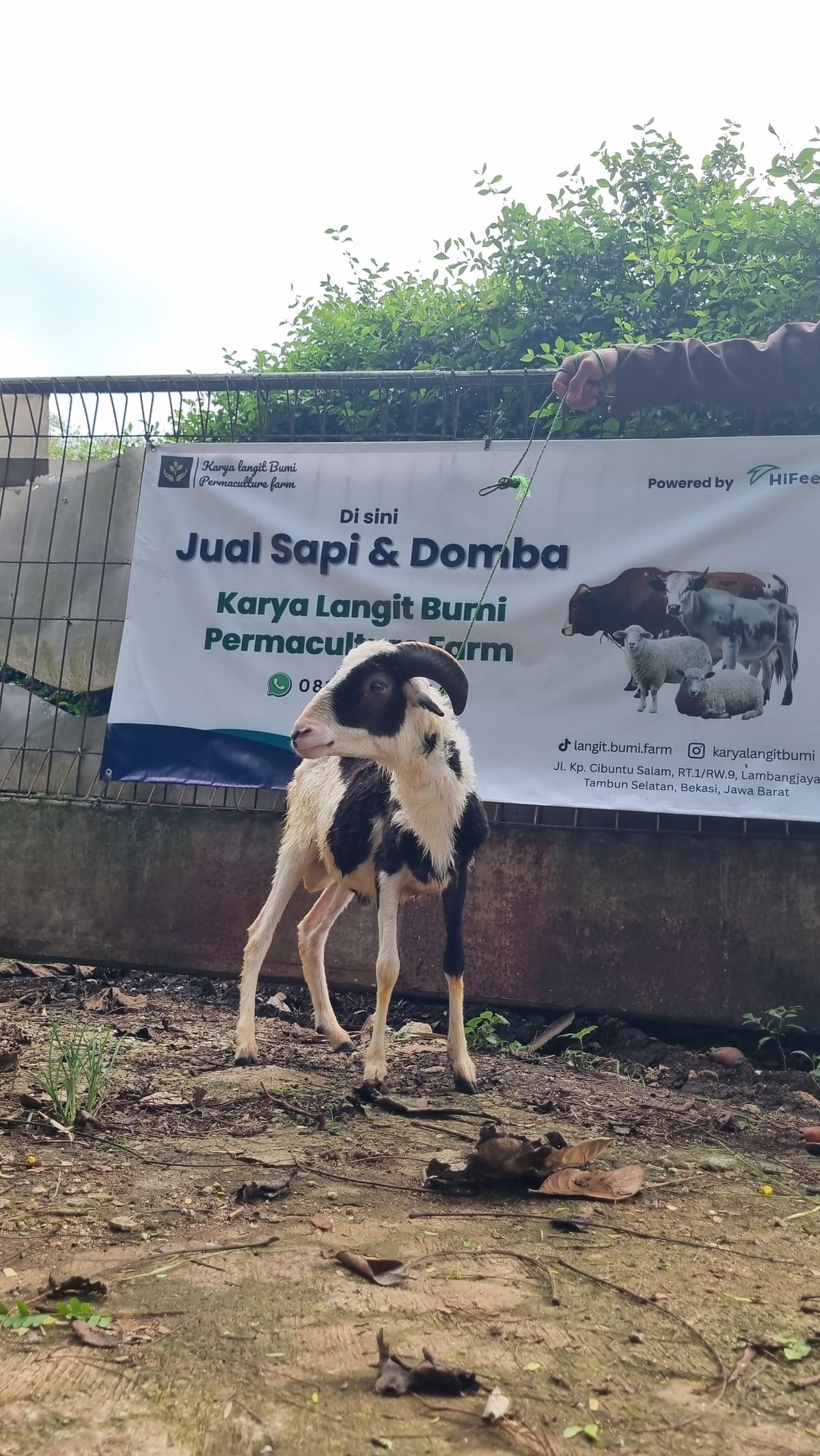 Domba Anakan (Pejantan) - KA02