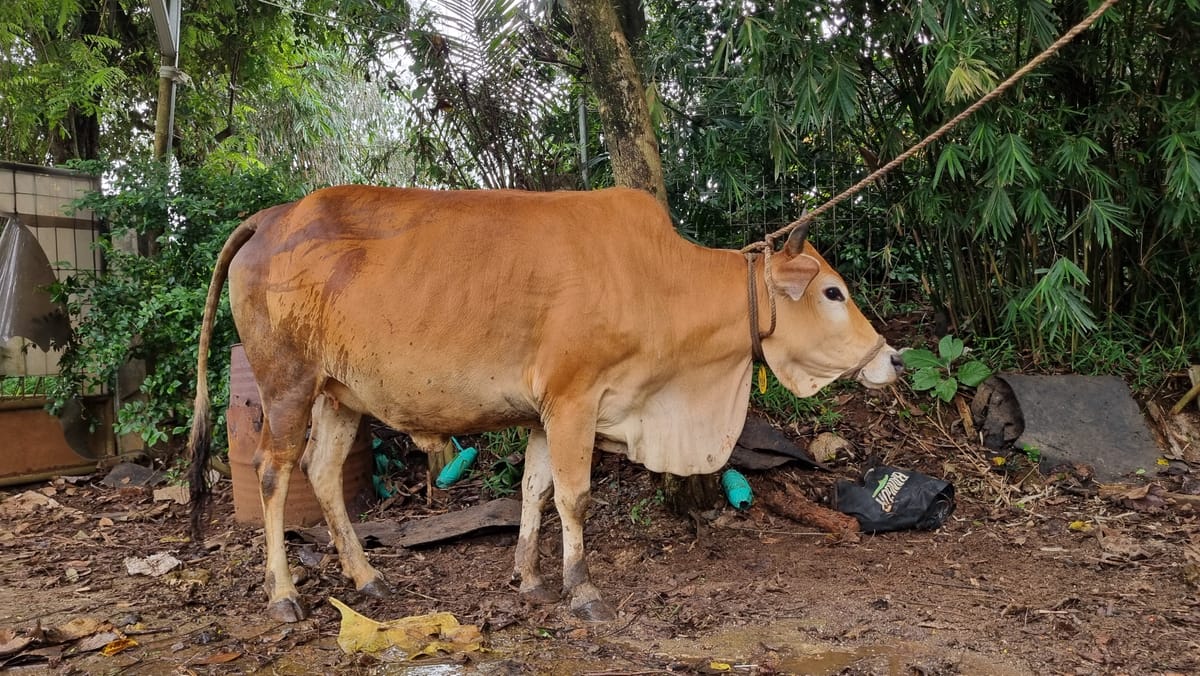 Sapi Kupang / Sapi Pasundan - K009